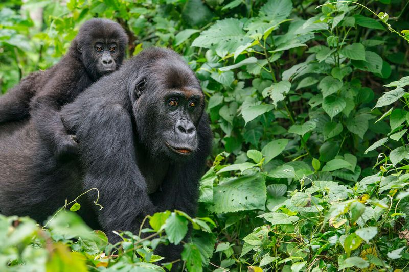 Gorilla's Decade-Long Guidance