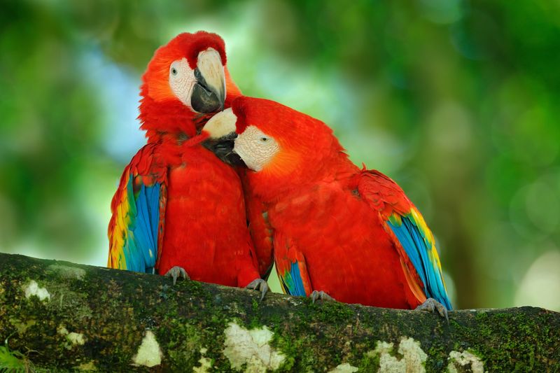 Macaws