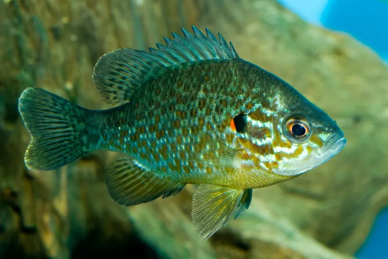 Green Sunfish: Small But Mighty Defender