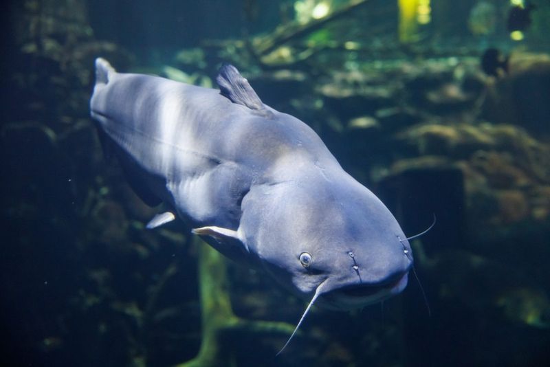 Blue Catfish: The Southern Giant