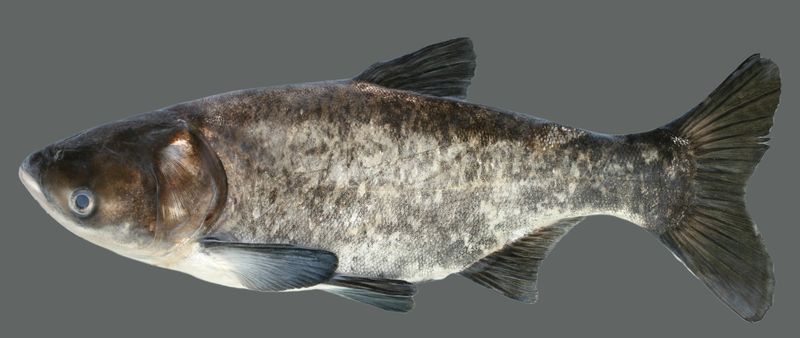 Bighead Carp