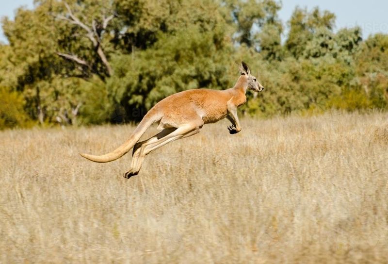 Kangaroo