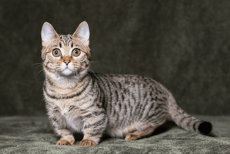 Munchkin Cats