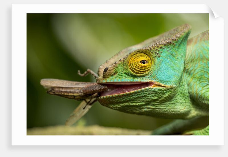Grasshoppers: Wild Protein Sources