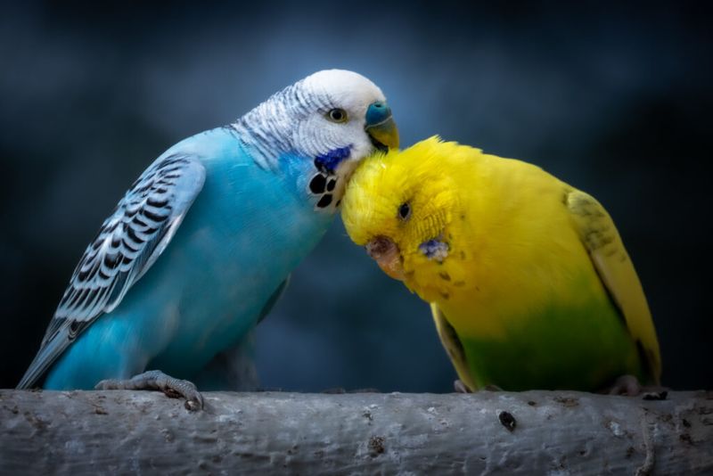 Species Selection Matters Tremendously