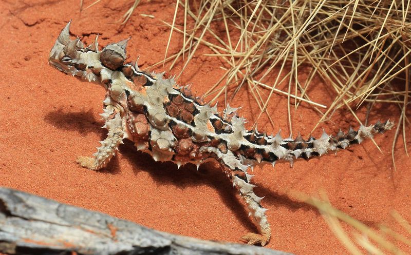 Similar Body Shapes In Desert Reptiles
