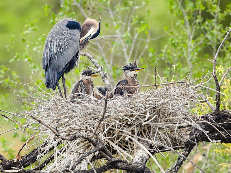 Egg-Laying Patterns Unchanged For Millions Of Years