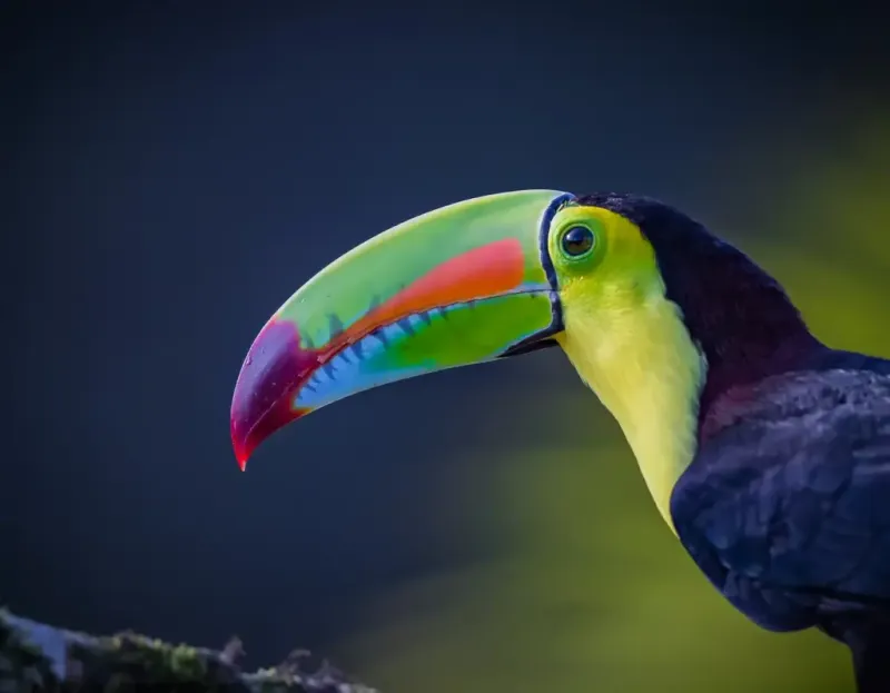 Nature's Comedian
