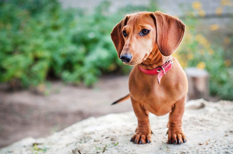 Stubborn Diggers: Dachshunds