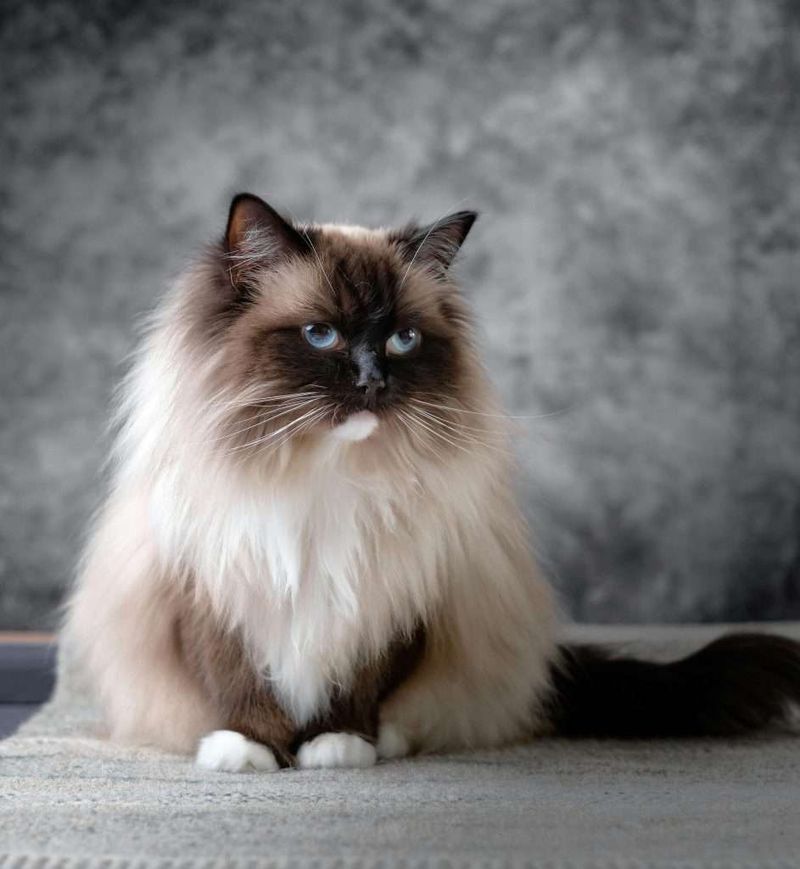 Slow-Maturing Breed That Takes Years To Reach Full Size