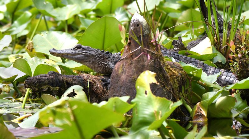 Georgia – Okefenokee Swamp