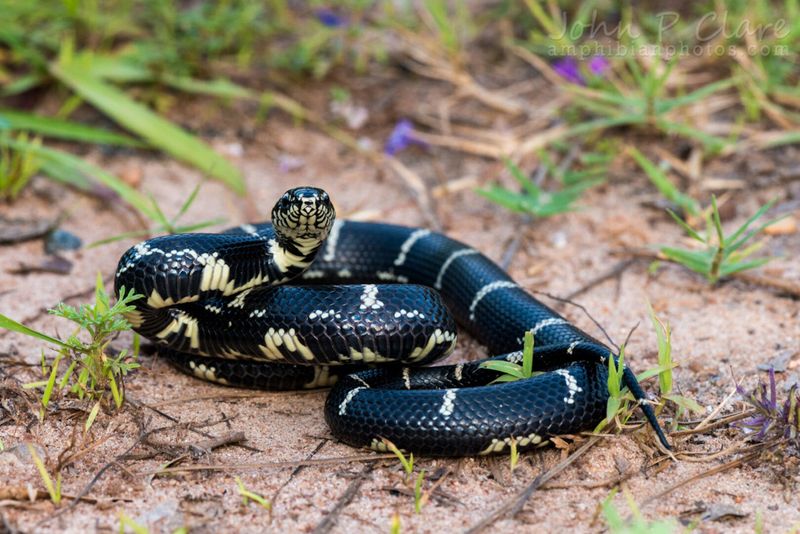 Georgia's Snake Hotspot