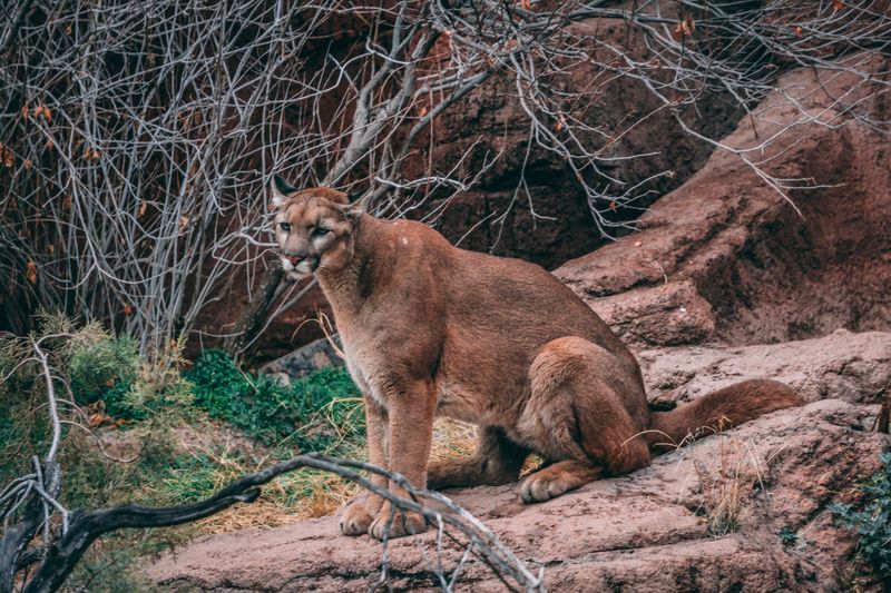 California's Elusive Cougars