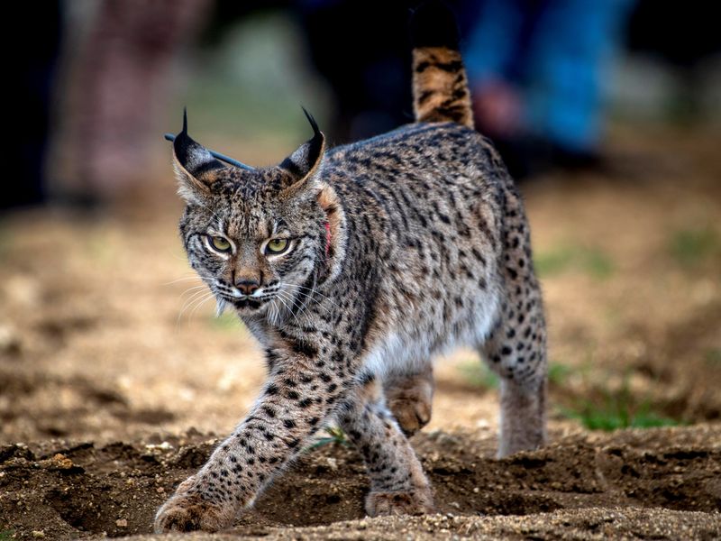 Iberian Lynx: Europe's Most Endangered Cat Rebounds