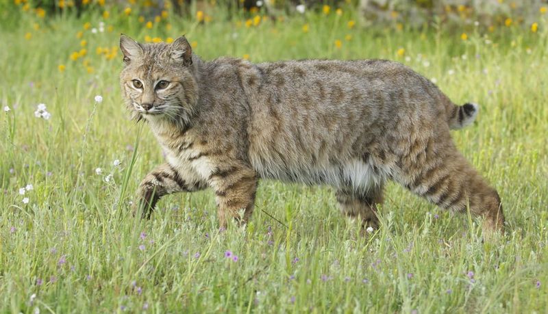 Gulf Coast's Swamp Stalker: The Bobcat
