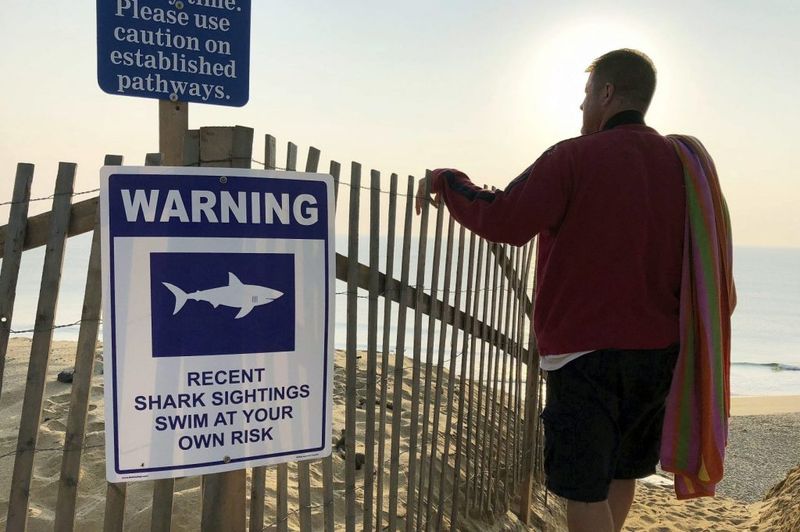 Shark Encounters: Rare But Newsworthy