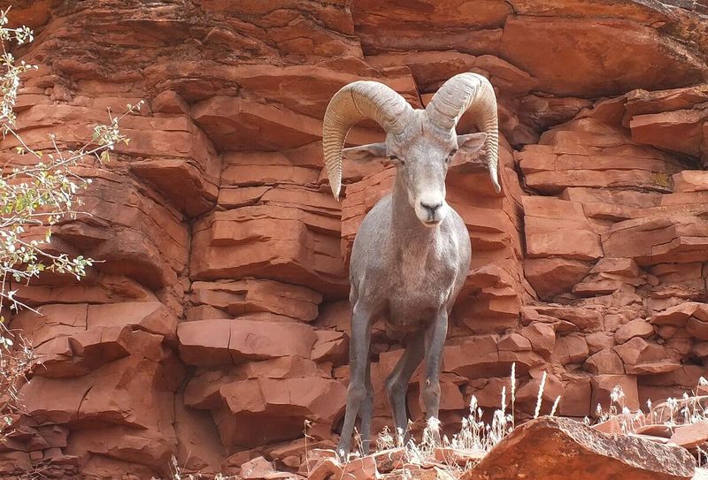 Desert Bighorn Sheep – Masters Of The Canyon Walls