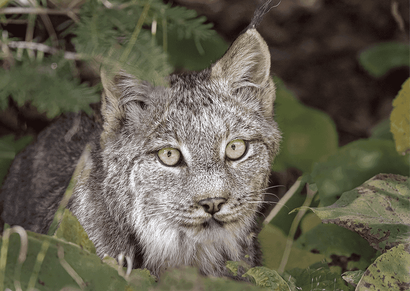 Lynx – Maine