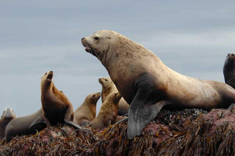 Steller's Sea Lion