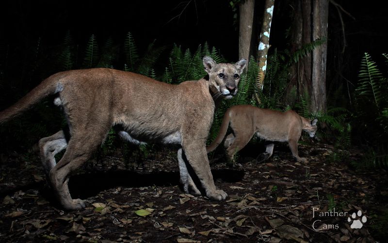 The Panther's Diet And Hunting Techniques