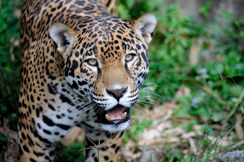 Jaguar: Borderland Behemoth