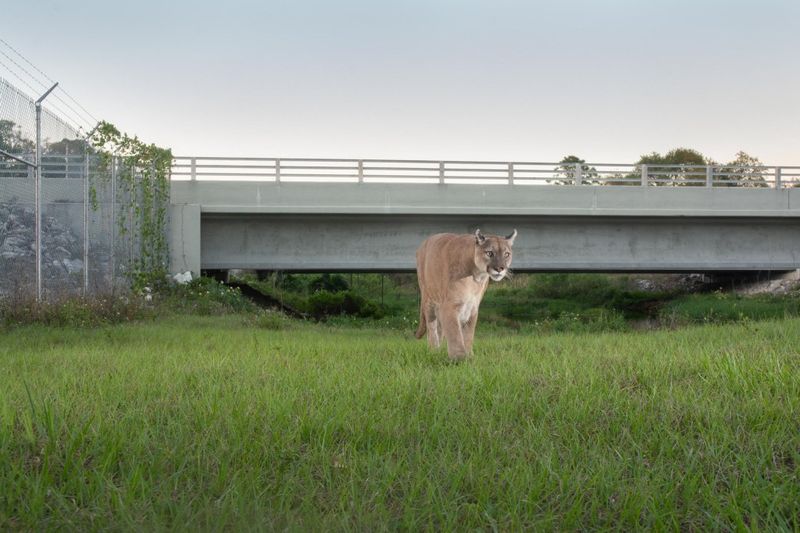 Human Encroachment And Panther Territories