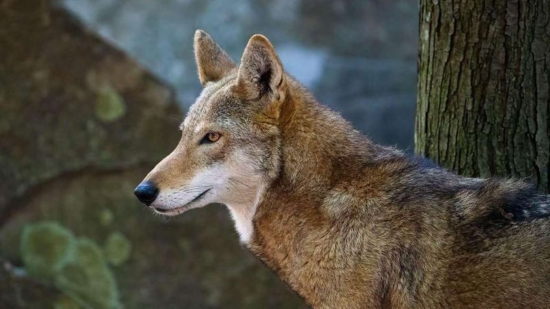 Red Wolves On The Brink