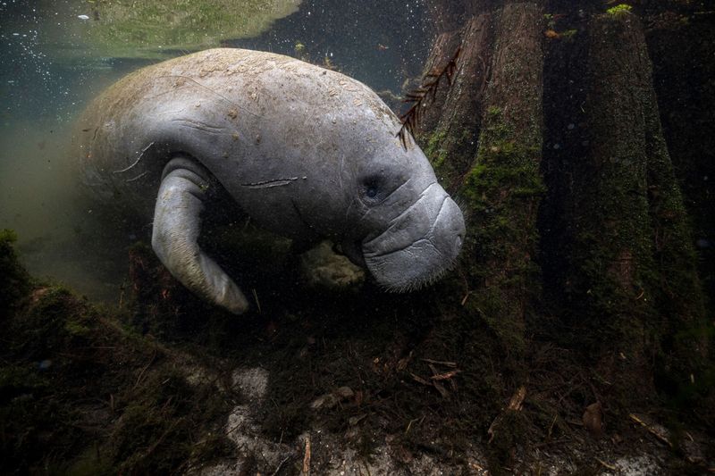 Manatee Disappearances Reach Record Numbers