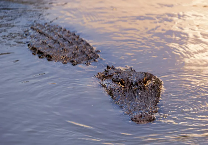 Texas: Lone Star Lizards