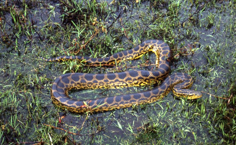 Texas' Yellow Anaconda