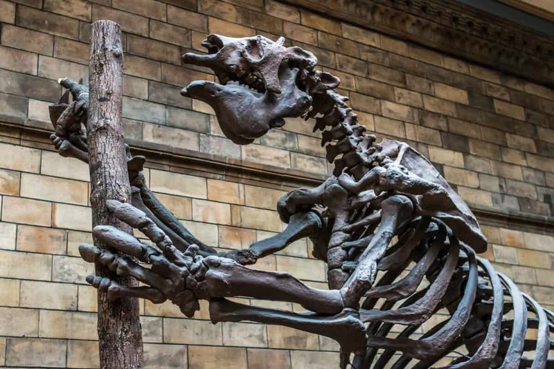 Giant Sloth Skeleton Unearthed