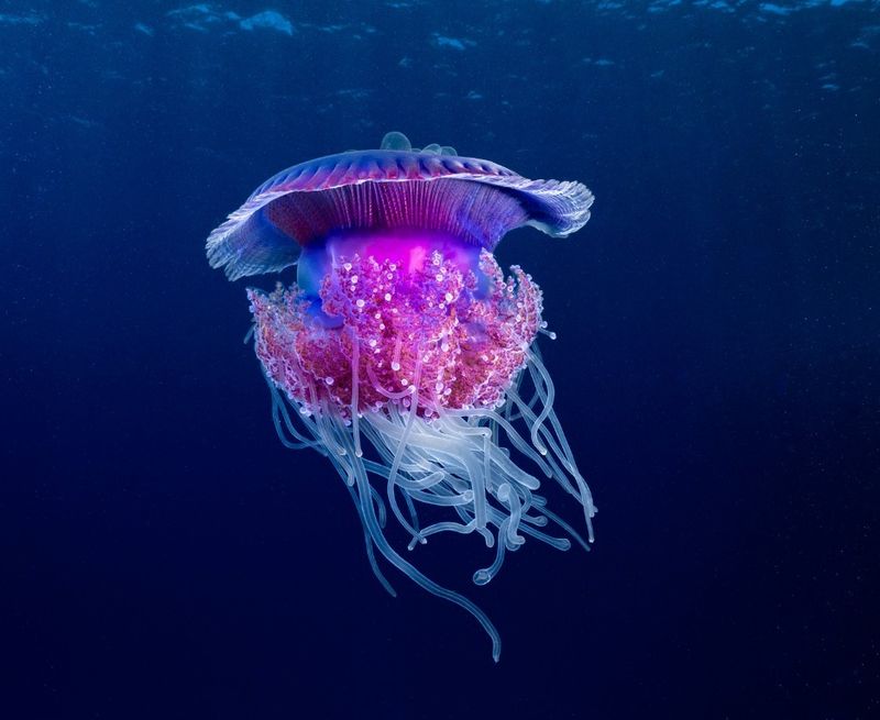 Cauliflower Jellyfish: The Ocean's Buffet