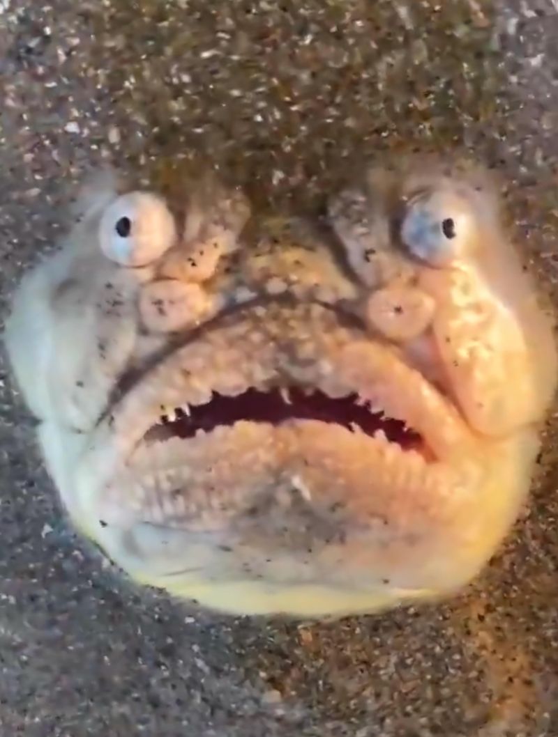 Stargazer Fish