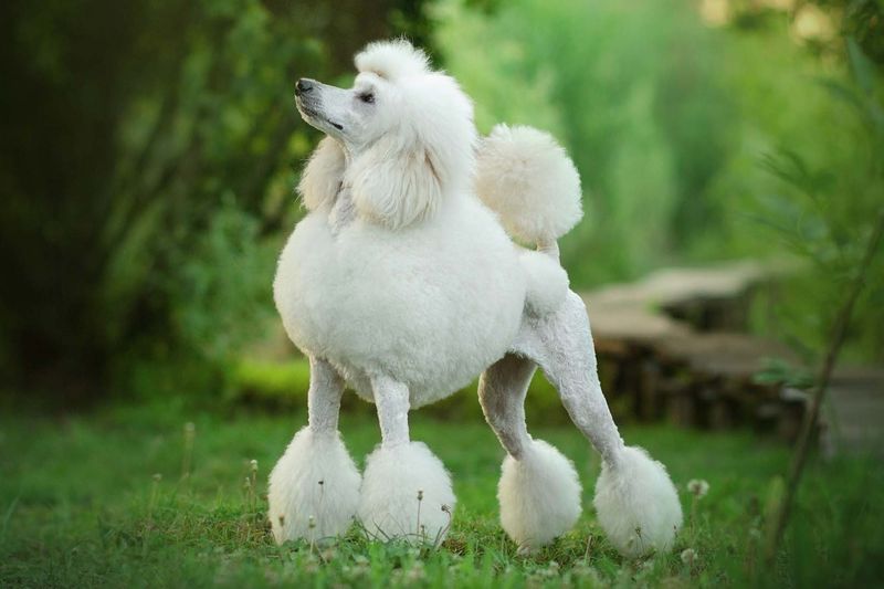 The Einstein Of Canines