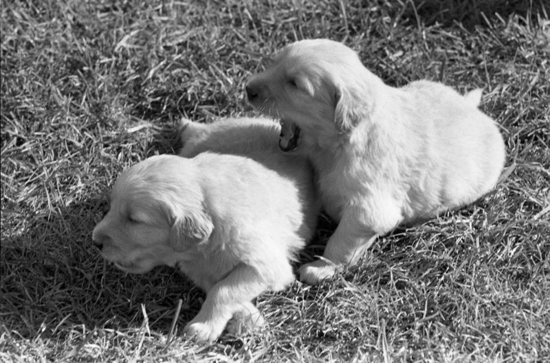 Golden Retriever Diplomacy: Ford's Liberty Softened His Image