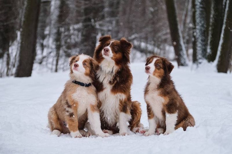 Adventure Buddies: Australian Shepherds