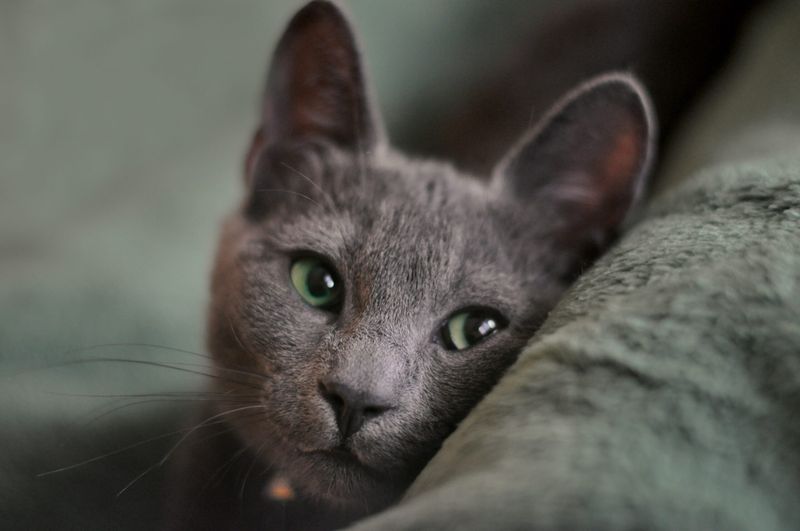 Whispered Wisdom: The Russian Blue