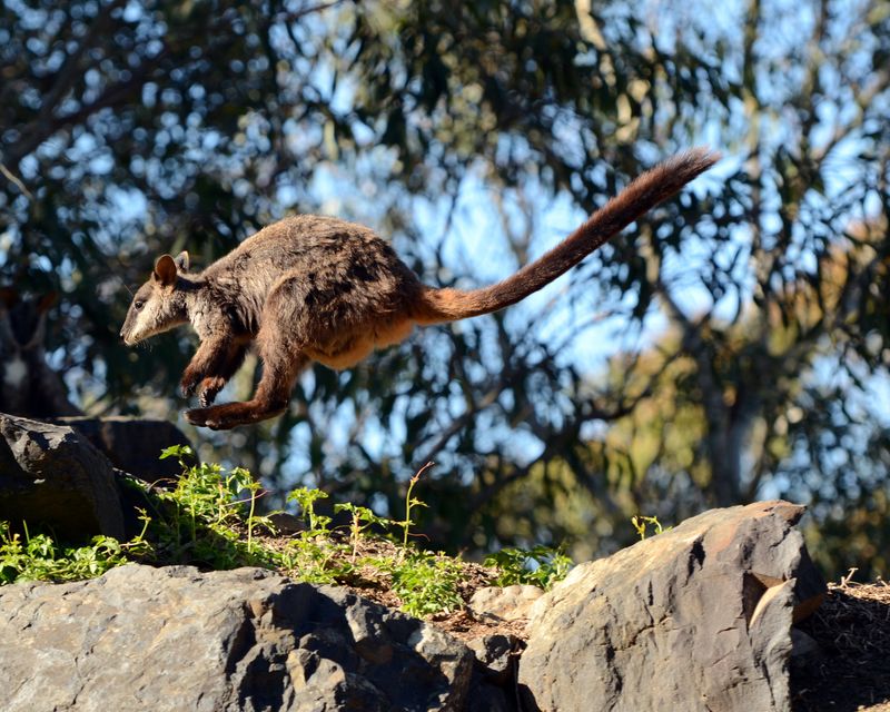 Wallabies
