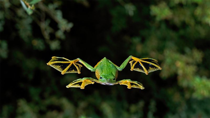 Wallace's Flying Frog
