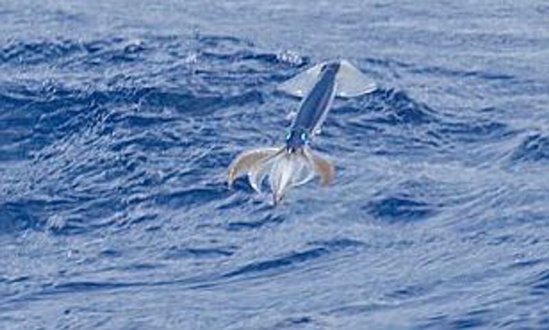 Flying Squid