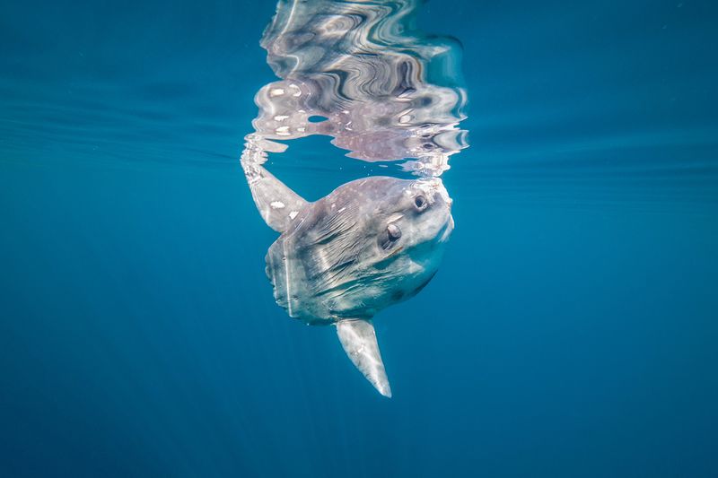 Sunfish: Swimming Pancake