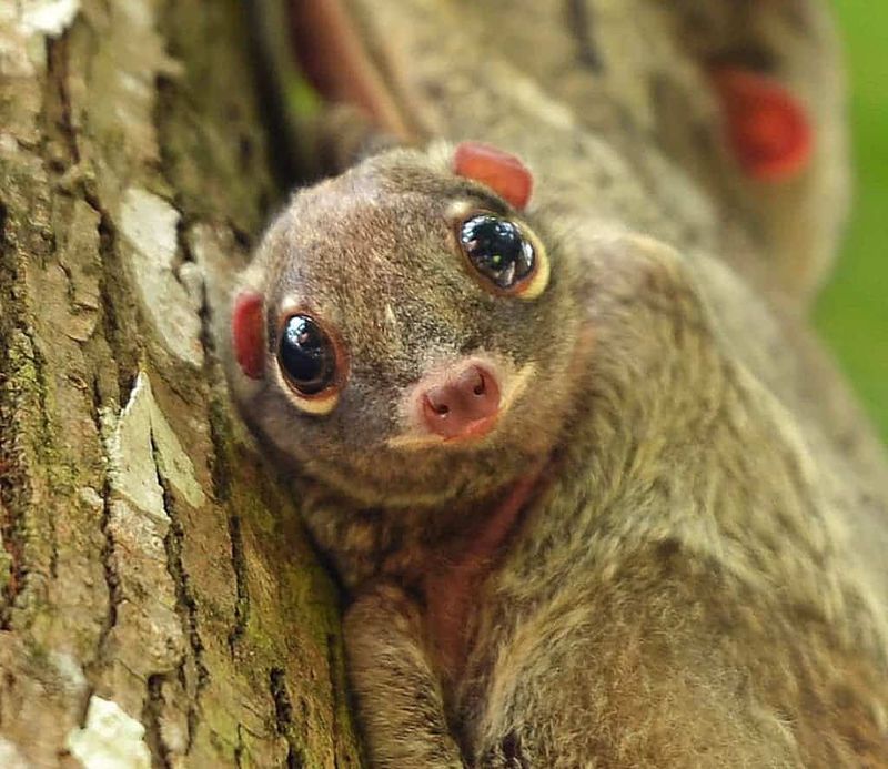 Colugos