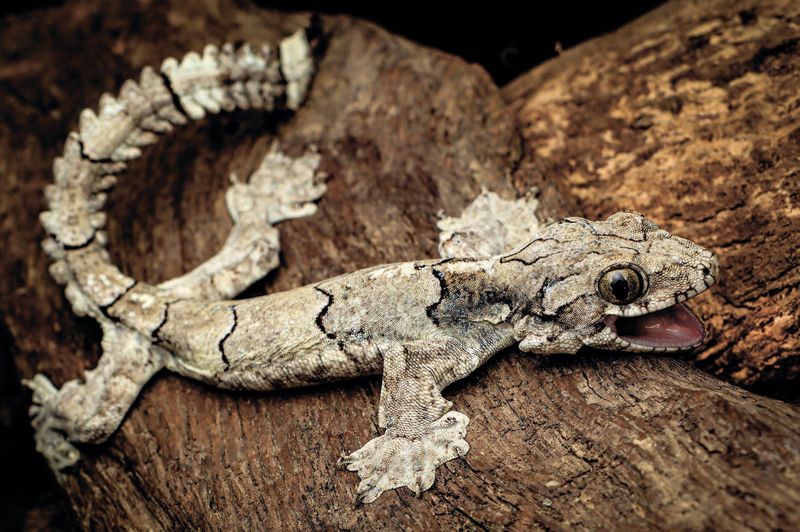 Gliding Gecko