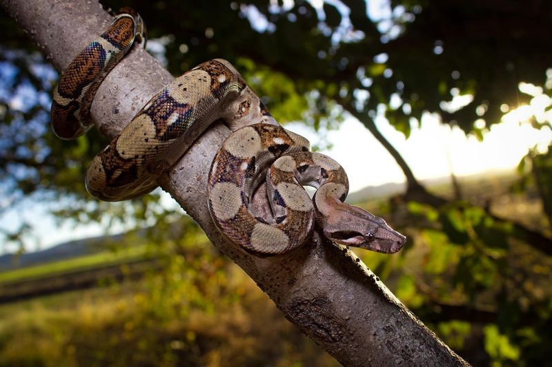 Boa Constrictor