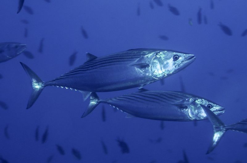 Bonito