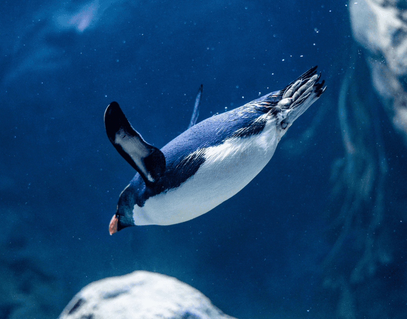 Penguin
