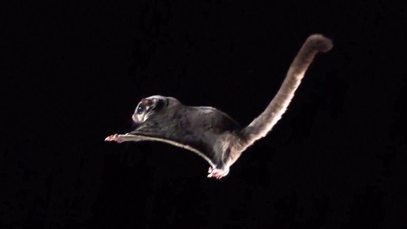 Sugar Glider