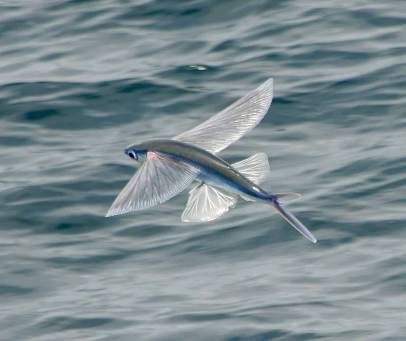 Flying Fish