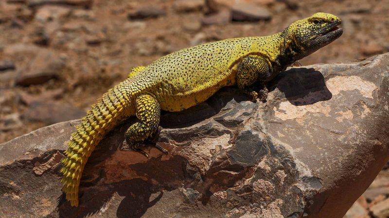 Venomous Desert Royalty: Egyptian Uromastyx