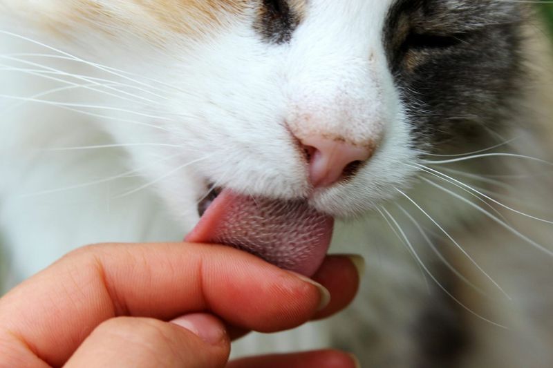 Gentle Grooming